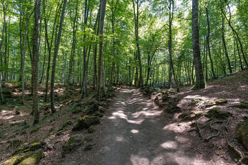 Green beech grove on a green landscape with pedestrian crossing path