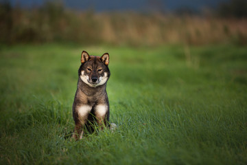 Beautiful Japanese dog breed shikoku sitting in the field in fall