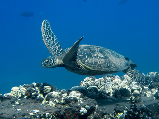 Green Sea Turtle Swims Over Coral Reef Underwater