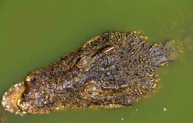 Crocodile or alligator close-up portrait