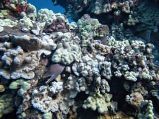 Fototapeta na wymiar Eel Tucked into Coral Covered Wall Underwater