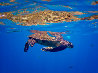 Obraz premium Hawaiian Green Sea Turtle with Blue Needlefish in Colorful Underwater Image