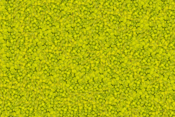 Weiße Trauben Textur