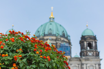 Beautiful flowers in the park Lustgarten , view of the Berliner Dom on Museum Island, Germany