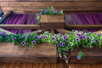 Purple street flowers in wooden pots