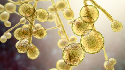 Candida auris fungi, emerging multidrug resistant fungus, 3D illustration © Dr_Microbe