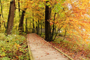 Naklejka na ściany i meble Scenic fall view with wooden boardwalk covered by foliage and way through the forest with colorful trees. Hiking trail at Devils Lake state park, Baraboo area, Wisconsin, USA.