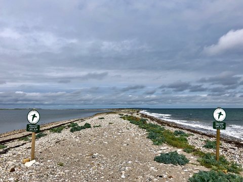 Bird breeding signs, Besser Rev, Samsoe, Denmark