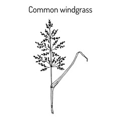 Loose silky-bent or common windgrass Apera spica-venti , weed grass