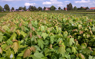 Tree nursery. Horticulture Netherlands