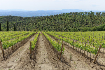 Fototapeta na wymiar A vineyard showing rows of vines. Montalcino, Tuscany, Italy