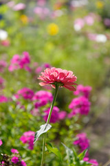 Obraz premium Blumen in einer Wiese