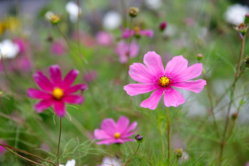 Obraz premium Blumen in einer Wiese