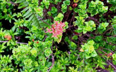 flowers in the garden