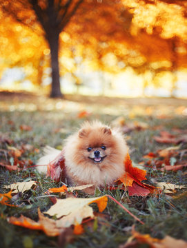  Beautiful pomeranian dog in autumn park. Autumn dog. Dog in autumn park