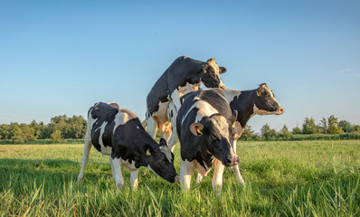Group of cows posing as a modern statue in a green pasture with a blue sky.