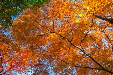 Colourful red and yellow maple leafe under the maple tree during autumn in South Korea,Maple red background..