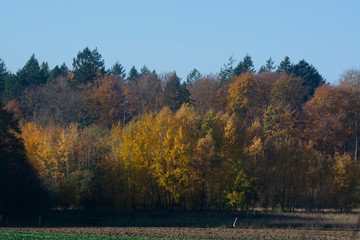 Obraz premium beech forest