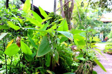 plant in the garden