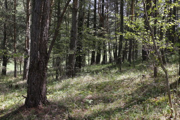 Slovakia forest nature