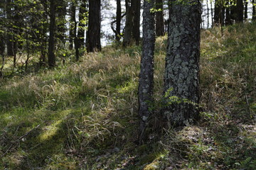 Slovakia forest nature