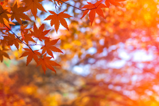 Colourful red and yellow maple leafe under the maple tree with blurred background during autumn in South Korea,Maple red background..