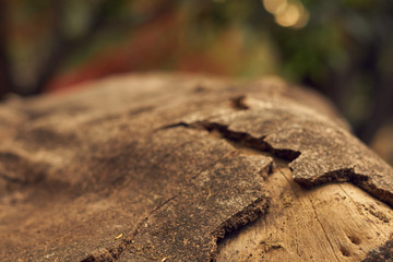Grieta en un tronco caido