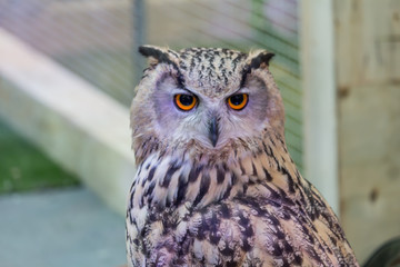 A beautiful owl in the park.