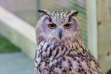 A beautiful owl in the park.
