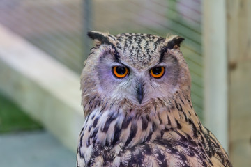 A beautiful owl in the park.
