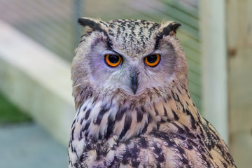A beautiful owl in the park.