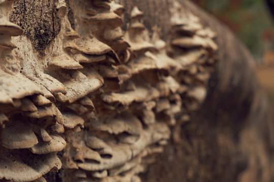 Hongos incrustados en un arbol