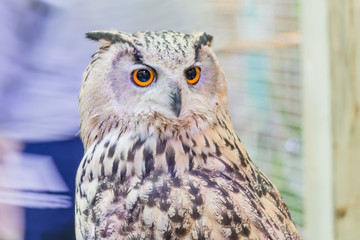 A beautiful owl in the park.