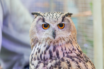 A beautiful owl in the park.