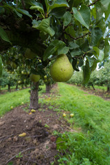 conference pears in an orchard
