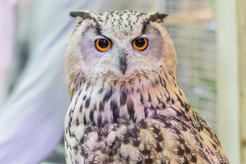 A beautiful owl in the park.