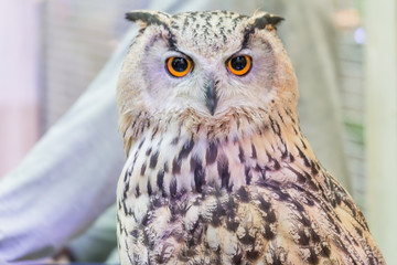 A beautiful owl in the park.