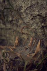 Hojas enredadas en tela de araña