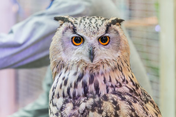 A beautiful owl in the park.