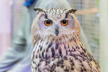 A beautiful owl in the park.