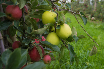 apple orchard