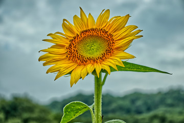 向日葵畑　Sunflower field