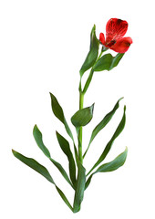 Red alstroemeria flower with green leaves
