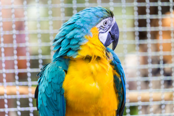 Obraz premium Close up Colorful macaws in the park.