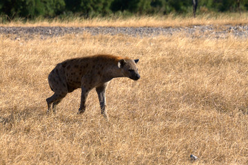 Spotted Hyena or Laughing Hyena.