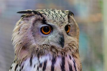 Clost up Cute Owl and His Big eyes. 