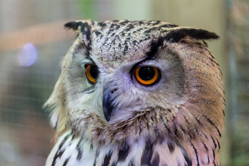 Clost up Cute Owl and His Big eyes. 