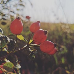 red apples on tree