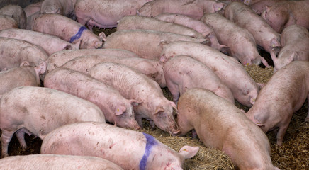 Free range pigs on straw. Netherlands. Farming