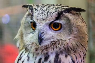 Clost up Cute Owl and His Big eyes. 